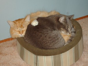 Two Cats One Basket Two cats in a basket