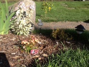 flower bed with feature rock