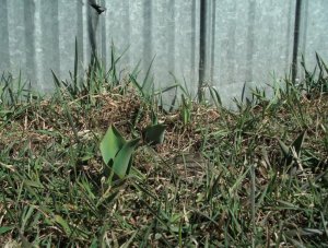 Springtime on the Hepburn homestead