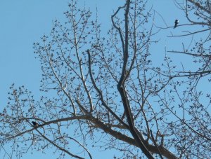 Springtime on the Hepburn homestead