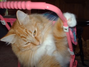 A picture of our cat, Tessa, in a stroller