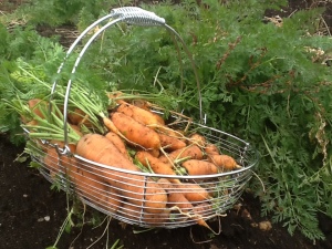 carrots in a basket